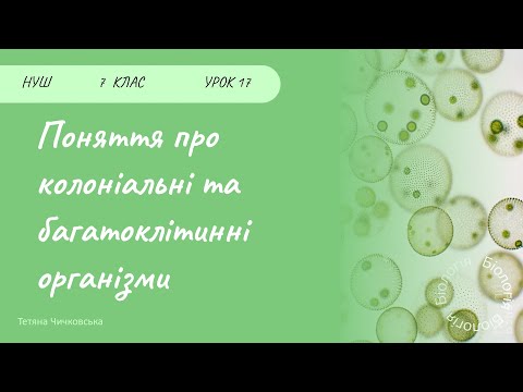 Видео: Поняття про колоніальні та багатоклітинні організми (водорості)