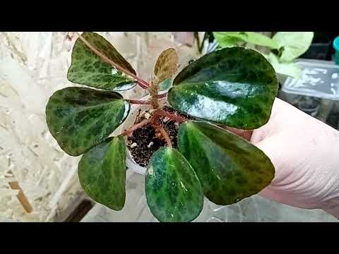 Видео: По просьбе-бегонии природники. Не всё получается, как хочется.