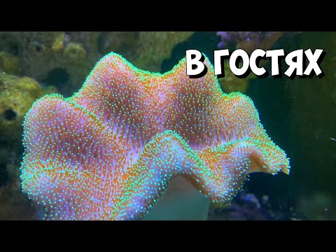 Видео: В гостях | Привёз кораллы | Морской аквариум