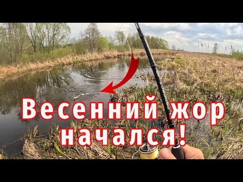 Видео: Простой способ обмануть рыбу в мелкой воде!