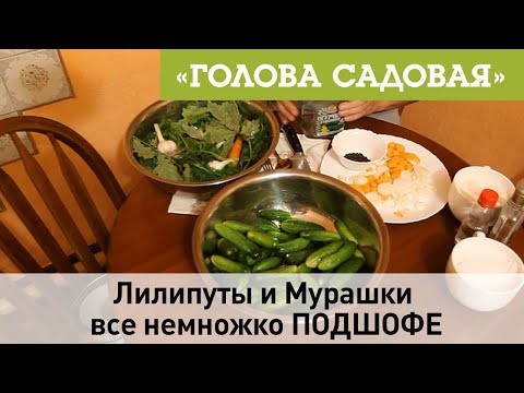 Видео: Голова садовая - Лилипуты и Мурашки все немножко ПОДШОФЕ