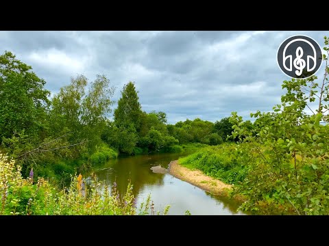 Видео: Красивое пение утренних птиц у спокойной реки. 10 Часов видео в 4K.