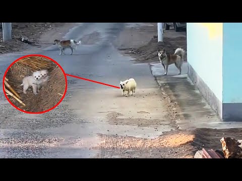 Видео: Спасли истощенную бездомную собаку, на которую напали. Она мать щенков...