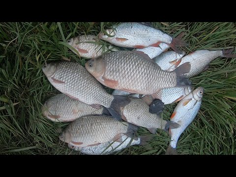 Видео: Ловля КАРАСЯ на ФИДЕР//в ДЕКАБРЕ// Река ДНЕСТР//ловля ЖЕРЕХА на спиннинг в декабре.