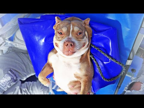 Видео: Собака, которая может и не дышать приехала рожать!