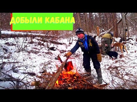 Видео: ОХОТА НА КАБАНА В ТАЙГЕ ДАЛЬНЕГО ВОСТОКА.