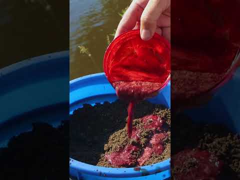 Видео: Пюре из мотыля #shorts