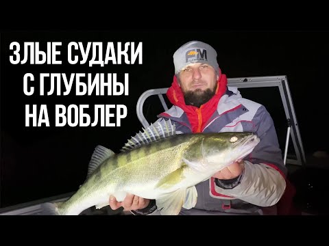 Видео: Дерзкие судаки с глубины на воблер!!!