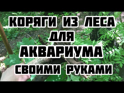 Видео: Как найти коряги для аквариума в лесу