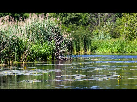 Видео: Хто знав,що в цих плавнях Живуть такі Карасі.Рвуть гачки і двома руками дубиш вудку