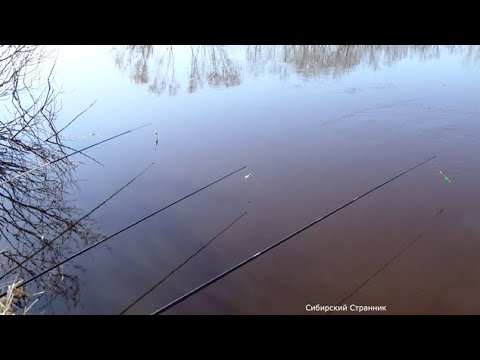 Видео: Руки устали ее таскать. Весенний жор. Рыбалка в Сибири.