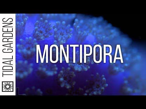 Видео: Советы по уходу за кораллами Montipora