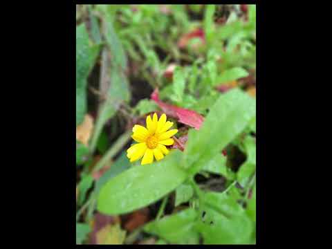 Видео: Медитация на самоисцеление/ Медитация от боли физической и душевной 