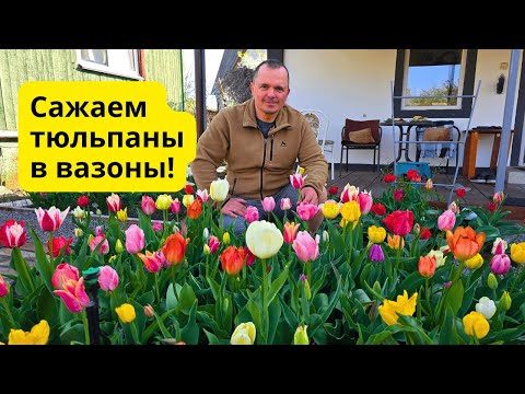 Видео: Попробуйте посадить тюльпаны в вазоны осенью тремя этими способами!