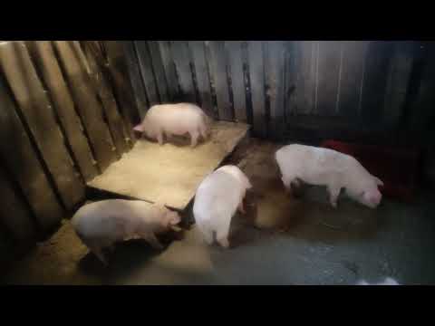 Видео: что лучше сено или опилки для поросят