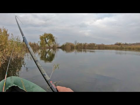 Видео: Ловля щуки на живца и живца для  щуки