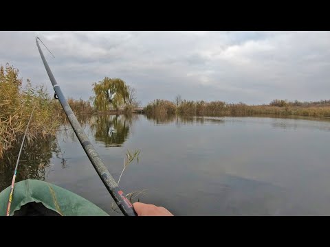 Видео: Ловля щуки на живца и живца для  щуки