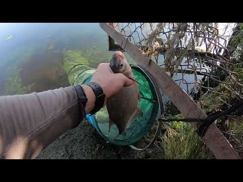Видео: Фидерная  Ловля Леща на Днепре в Киеве  🎣 Жарким летним днем​🎣​