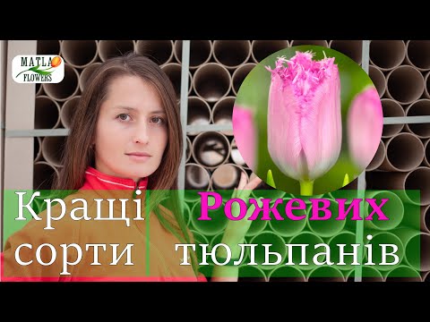 Видео: Кращі тюльпани рожевого кольору для вигонки