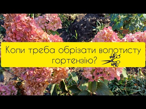 Видео: Коли треба обрізати волотисту гортензію?