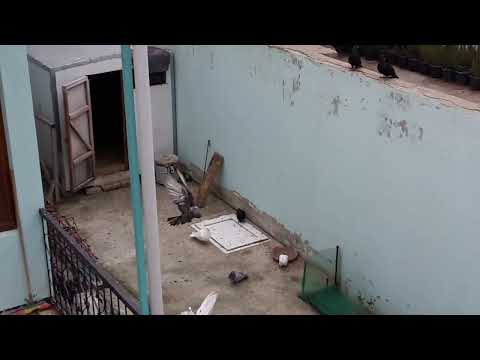 Видео: Мраморные голуби Баку пл Балахана част 3