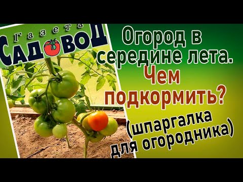 Видео: Огород в середине лета. ЧЕМ ПОДКОРМИТЬ? (шпаргалка для огородника)