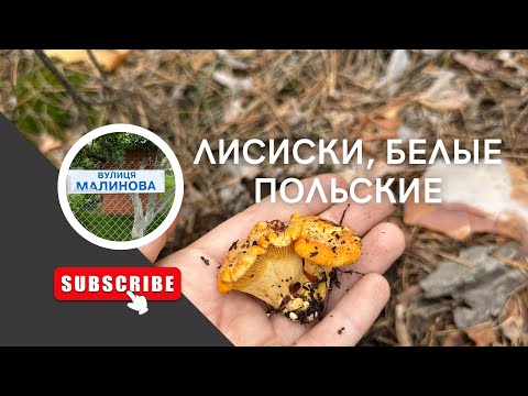 Видео: УБРАЛИ СТЕНУ/НАШЛИ ЛИСИЧКИ