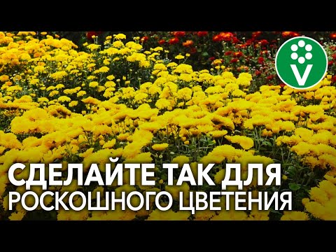 Видео: ХРИЗАНТЕМЫ ОСЕНЬЮ: секреты пышного цветения и успешной зимовки