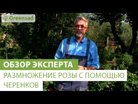 Видео: Размножение розы с помощью черенков