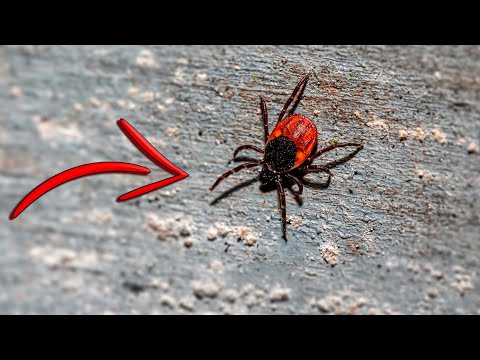 Видео: НЕОЖИДАННЫЙ ТЕСТ СРЕДСТВА ОТ КЛЕЩЕЙ. Альфациперметрин