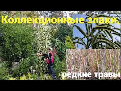 Видео: Такого вы точно не видели!  Arundo, Andropogon, Schizachyrium  - самые красивые злаки!!!