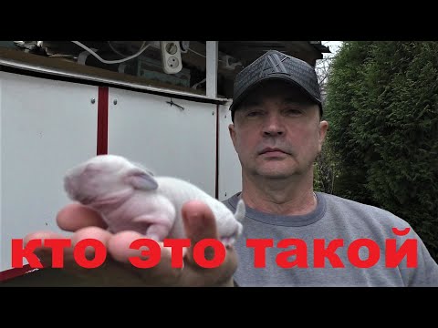 Видео: КРОЛЬЧАТА ДРУЗЬЯ КРОЛИКА ЧЕБУРАШКИ Кролики содержание и разведение