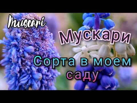 Видео: Шикарные сорта моей коллекции! Мускари/Muscari - яркий весенний первоцвет!