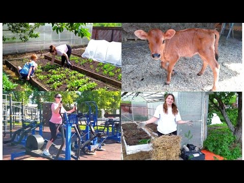 Видео: НЕ ОЧЕНЬ ХОРОШИЕ НОВОСТИ 😔 ПОТЕРИ В ХОЗЯЙСТВЕ...🤱🐄🐖🌱