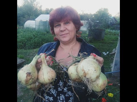 Видео: ХОТИТЕ ВЫРАСТИТЬ ТАКОЙ ЛУК?🧅 #САЖАЙТЕ ВМЕСТЕ СО МНОЙ #ЛУК #ЭКСИБИШЕН #КОМЕТА #ГЛОБО