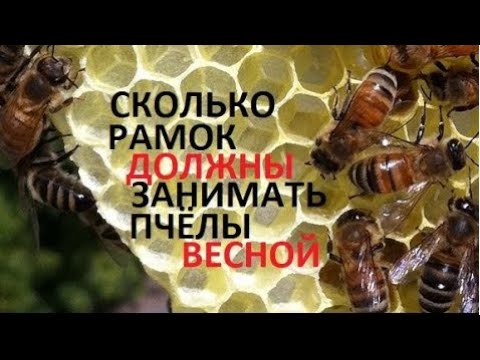 Видео: #Пчёлы. Какой силы семья должна быть весной для нормального развития на пасеке. Делим на три группы.