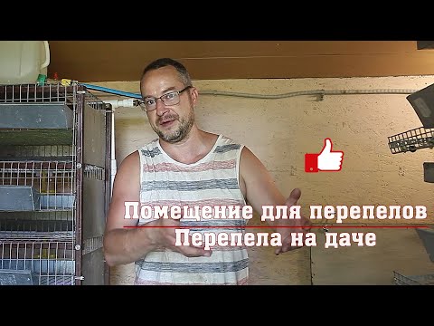 Видео: Помещение для перепелов. Перепела на даче