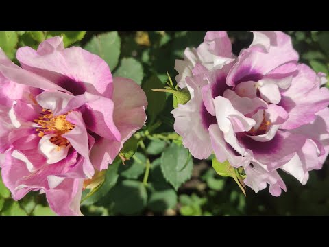 Видео: Слепые побеги роз 🥀Какой прищипнуть ,а какой удалить ⁉️