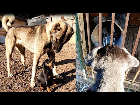 Видео: Щенок Ягдтерьера встреча с Волком, Канадский Волк, Немецкий Ягдтерьер