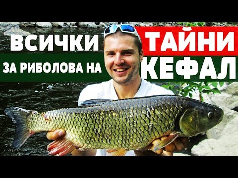 Видео: Всички ТАЙНИ за Риболова на КЕФАЛ!!! Риболов за начинаещи! CHUB / ГОЛАВЛЬ