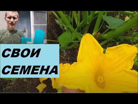 Видео: Выращивание семян и сохранение старых сортов растений.