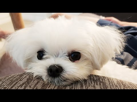 Видео: Чудесные действия скучной собаки