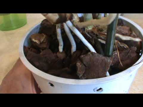 Видео: Орхидея каттлея. Ошибки в уходе №1, 2.