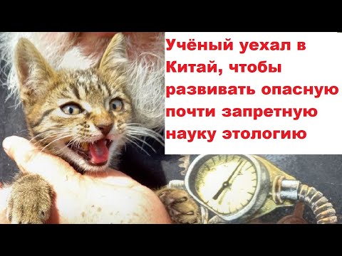 Видео: Учёный уехал в Китай, чтобы развивать опасную почти запретную науку этологию