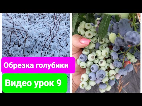 Видео: Обрезка голубики Блюголд. Видеоурок 9