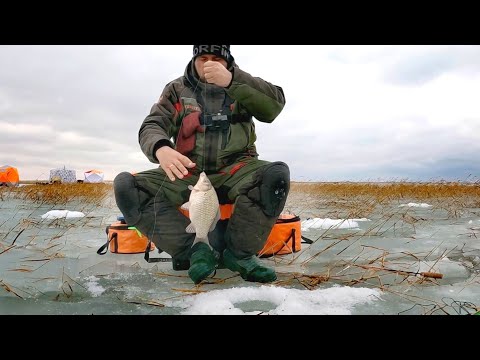 Видео: Камыш кишит рыбой! Закрытие сезона. Озеро Чаны. #карасьзимой #рыбалкачаны #dkhunter