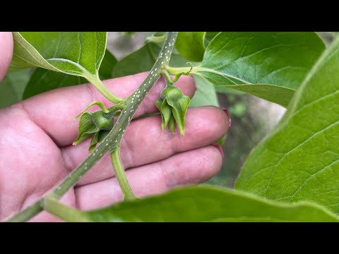 Видео: Хурма собирается цвести , Киевская обл. июнь 2021.