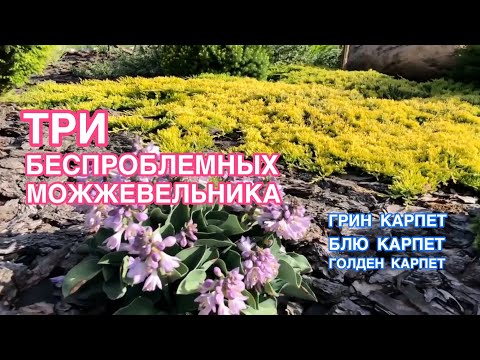 Видео: ДЛЯ МАЛОУХОДНОГО САДА 🌲 СУПЕР МОЖЖЕВЕЛЬНИК КОВЕР🌲 ТРИ СОРТА
