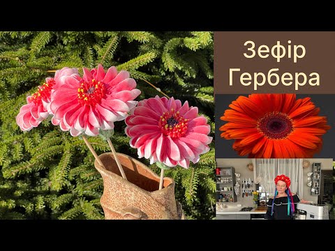 Видео: Гербера із зефіру ❤️