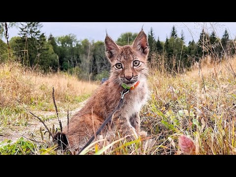 Видео: Рысёнок Тимка ВПЕРВЫЕ ГУЛЯЕТ САМ! Впереди ещё много сложностей до восстановления. Но мы справимся!